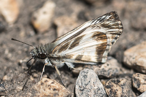 Heliopetes m.macaira-6453