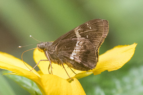 Hyarotis adrastus praba-9795 - Koh Samui - 17/03/23