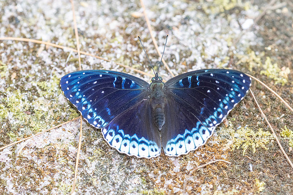 Stibochiona nicea-5948 - Doi Suthep 1577m - 27/03/25