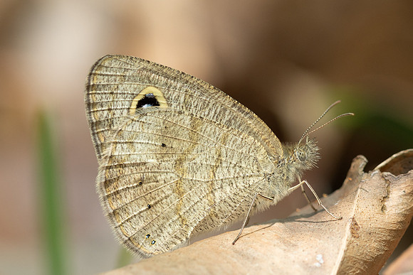 Ypthima similis-4877 - Doi-Inthanon - 23/03/24