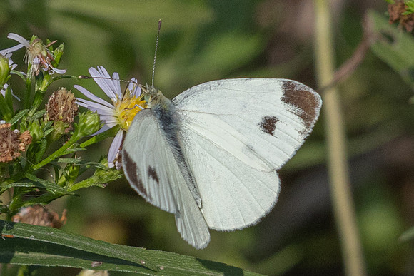 Pieris mannii - 9057 - Paris - 23/08/24