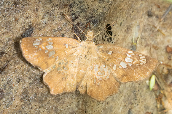 Ctenoptilum multiguttata-1287 - Chiang Dao - 17/03/25