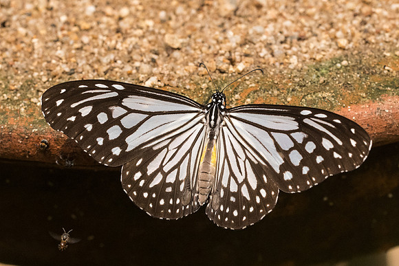 Parantica aglea melanoides-4326 - Chiang Dao  - 12/03/23