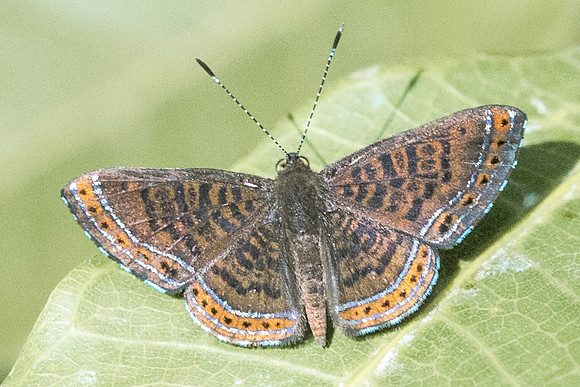 Detritivora barnesi-3175