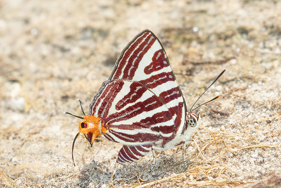 Cigaritis seliga-3901