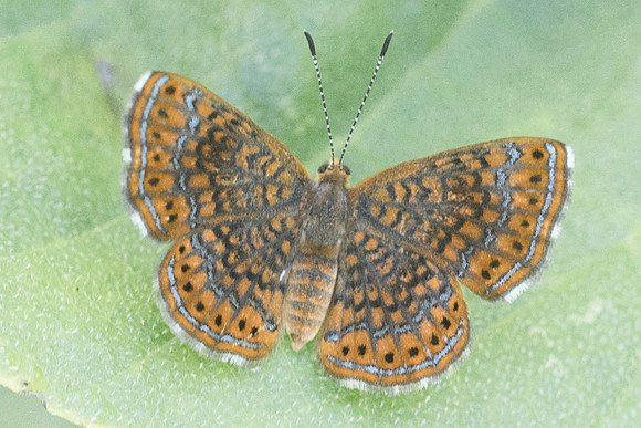 Calephelis sp-3062