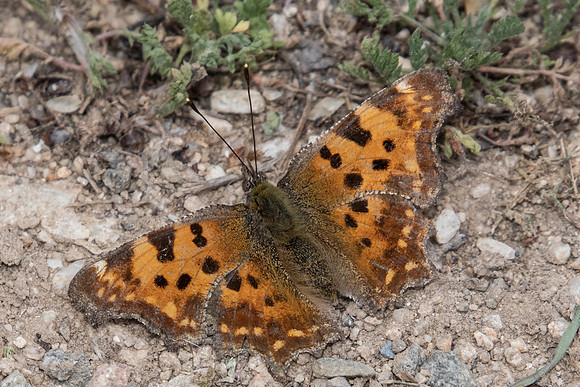 Polygonia c-album-9982