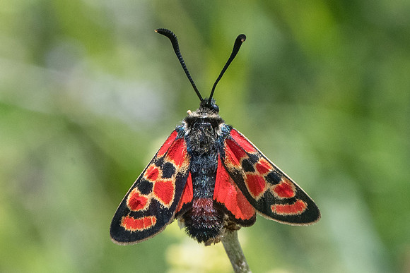 Zygaena carniolica ssp diniensis-0580- Gréolières les neiges - 27/06/20