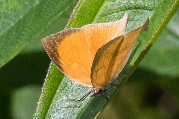 Loxura atymnus atymnus-9328 Koh Samui 16/03/23