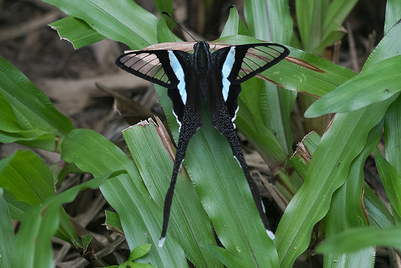 Lamproptera meges-Chiang Dao -16/11/23 - 1599