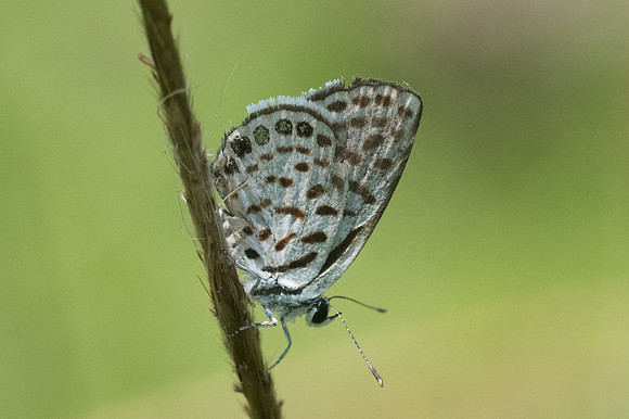Tarucus callinara-0122 - Ayutthaya - 24/03/23