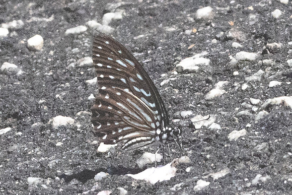 Graphium megarus-9201