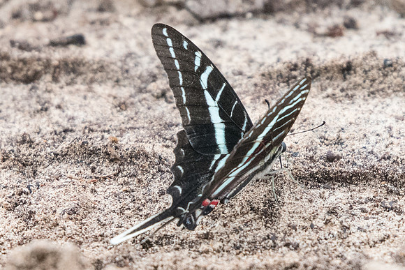 Protographium philolaus-2500