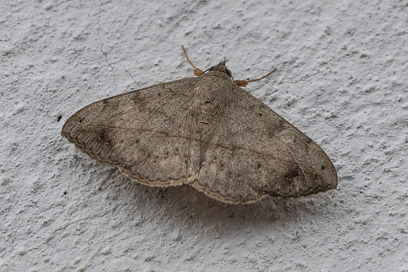 Anticarsia gemmatalis-6173