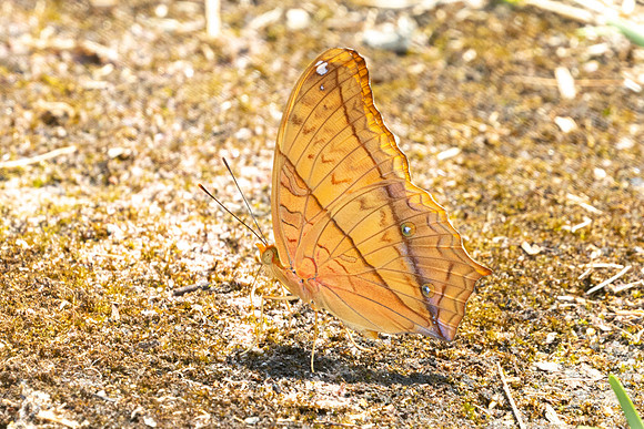 Vindula erota-3713