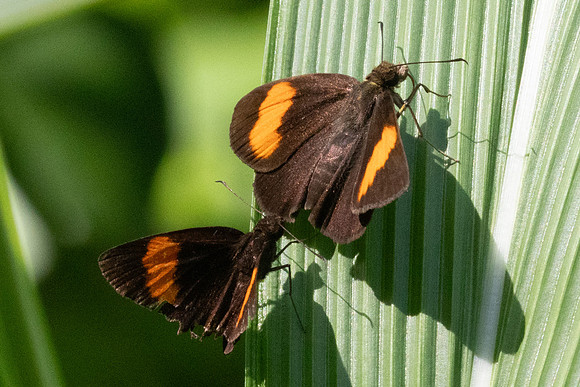 Koruthaialos rubecula-9177