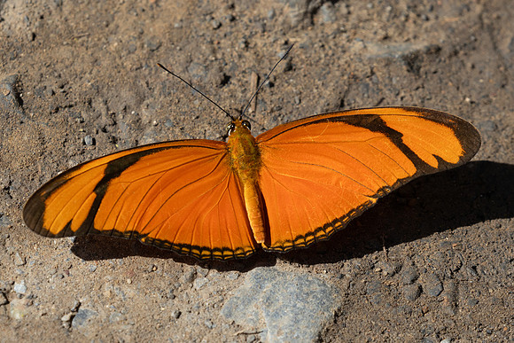 Dryas iulia-4400