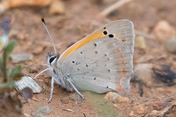 Lycaena phlaeas-4265