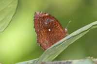 Elymnias hypermnestra-0591