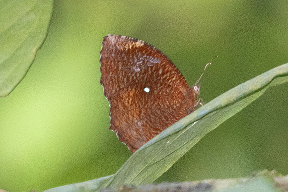 Elymnias hypermnestra-0591