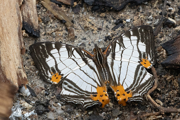 Cyrestis maenalis-8405 - Fraser's hill - 10/03/25