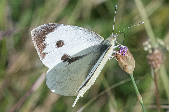 Pieris brassicae ♀ -9362 - Corse - 18/06/23