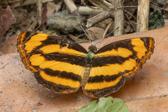 Pantoporia sandaka-2255