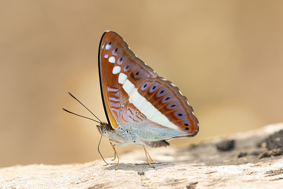 Sumalia daraxa-3506