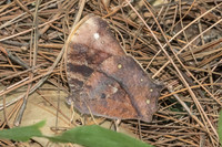 Melanitis sp-5853