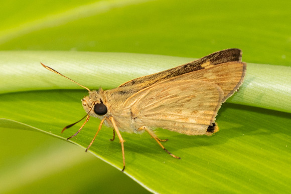 Onryza siamica-2096- Chiang Dao - 19/03/25