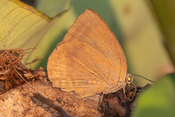 Arhopala fulla ignara-6684 - Doi Suthep - 28/03/24