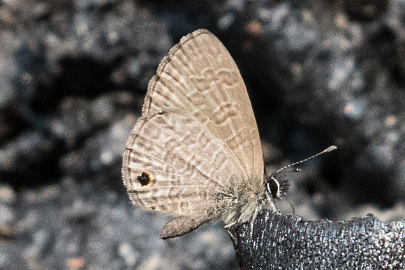 Prosotas dubiosa-1033 - Doi-Suthep - 7/03/23