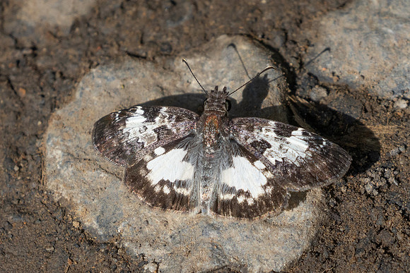 Chiomara asychis-4358