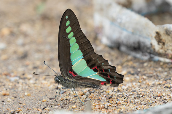 Graphium sarpedon-0173
