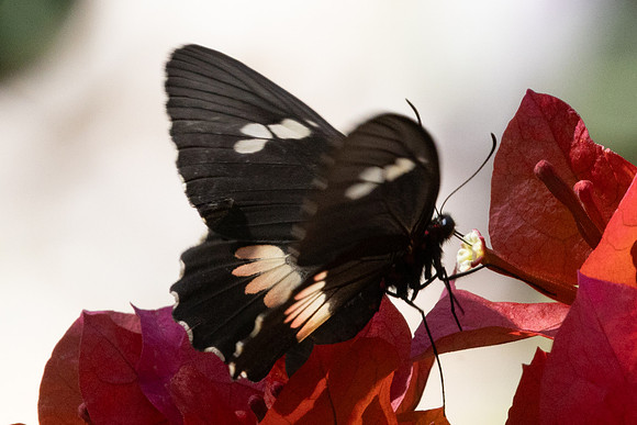 Parides anchises serapis-1369 - Barichara - 8/06/24