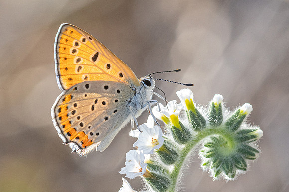 Lycaena thersamon-1633 - Pergé Antalya - 20/09/24