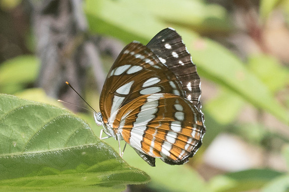 Neptis hylas id--8680 - Koh Samui - 16/03/23