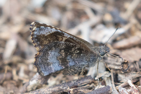 Cogia calchas id--0737