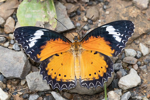 Cethosia cyane euanthes-2285 - Chiang Dao - 18/03/24