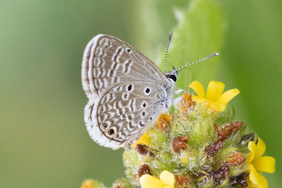 Hemiargus hanno-2863 - Barichara - 9/06/24
