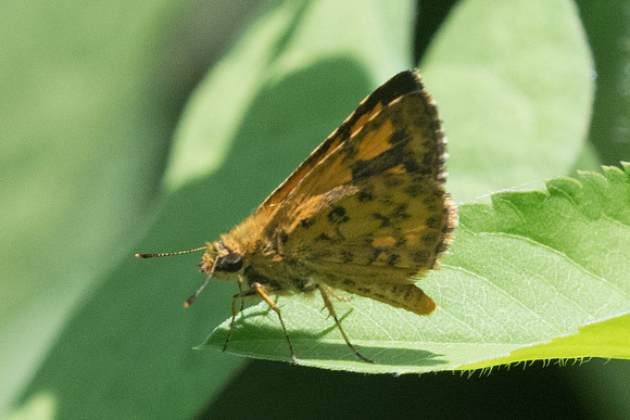 Ampittia dioscorides-2720 - Chiang Rai - 18/11/23