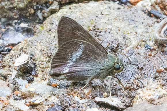 Halpe chromus-5634- Doi Suthep - 27/03/25