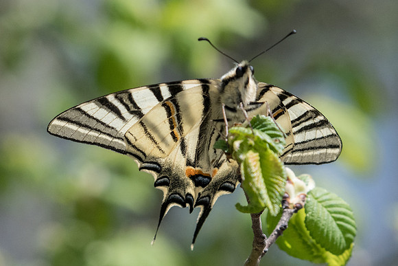 Iphiclides poladirius-8701 - Route Paranestiou Sidironerou - 15/04/22