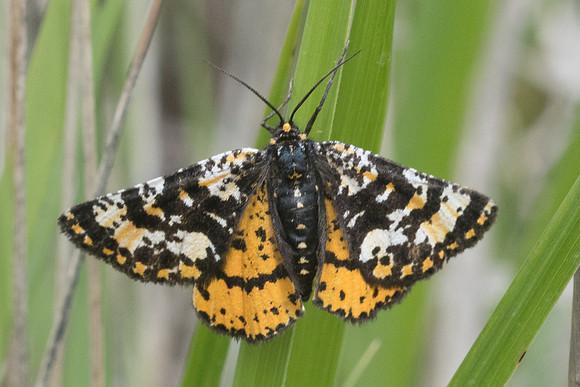 Eurranthis plummistraria-6301 - Vence - 13/05/21