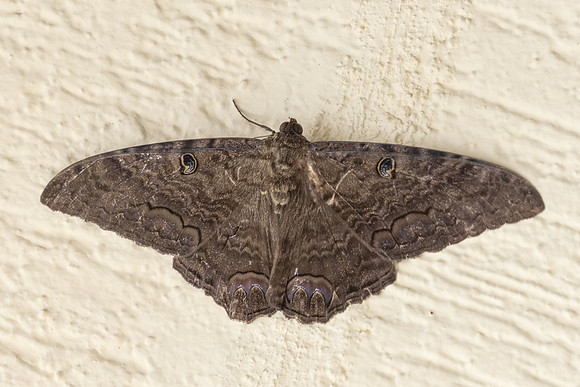 Ascalapha odorata ♂ nuit-6140