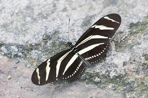 Heliconius charithonia-3749 - Guane -  9/06/24