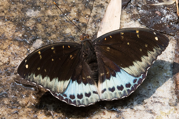 Lexias pardalis-1014 - Doi-Suthep - 7/03/23