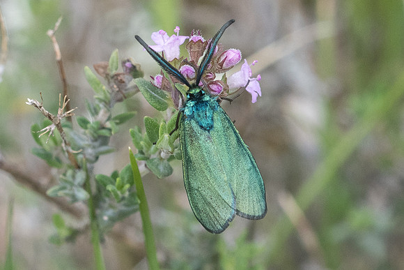 Adscita sp ♂-7691 - Cipières - 15/05/21