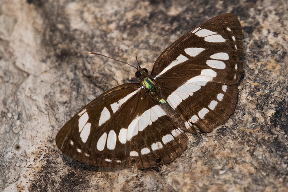 Neptis hylas kamarupa-0518 soma - Doi-Suthep - 7/03/23