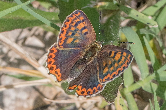 Lycaena tityrus-0637 - Levanto - 19/09/20